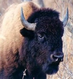 American Bison - Wildlife Facts
