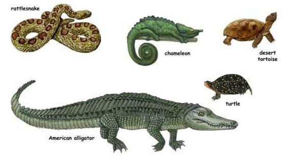 Reptiles - Wildlife Facts