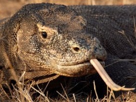 Komodo dragon head