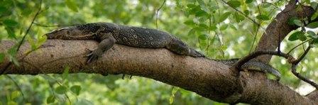 Asian water monitor lizard on tree