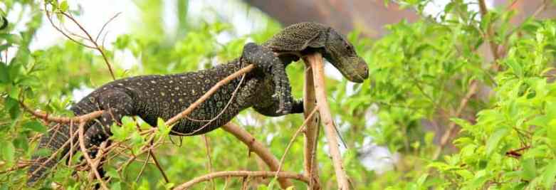 Crocodile monitor on tree