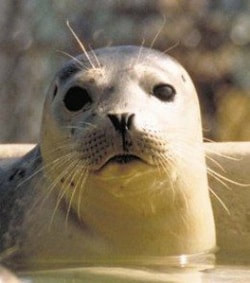 Harbor seal head