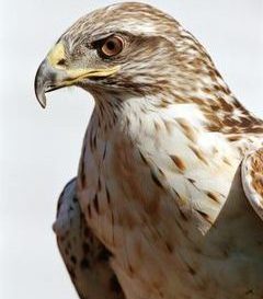 Harris's Hawk (Parabuteo unicinctus) head
