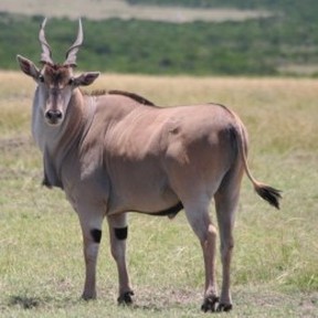 Common eland