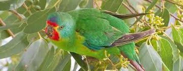 Amazon Parrot in tree
