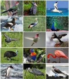 Birds collage