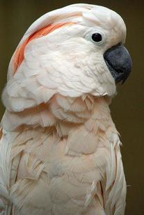 Moluccan cockatoo head crest