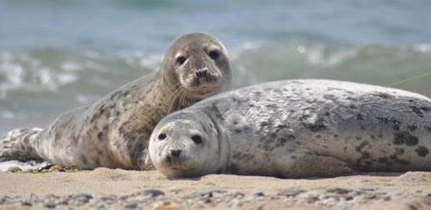 Harbor seals 