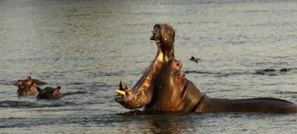 Bullyland 63617 Nilpferdjunges Nilpferd Hippopotamus == Animal World Wildlife 