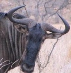 Blue wildebeest head