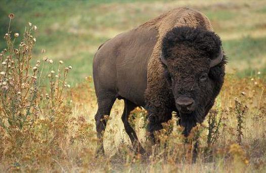 American Bison in prairie