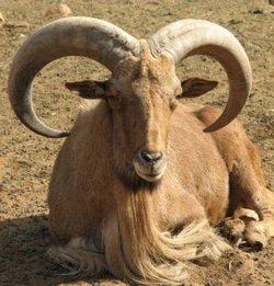 Aoudad or Barbary Sheep (Ammotragus lervia)