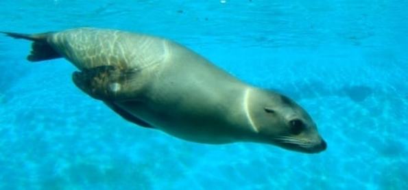 California Sea Lion underwater