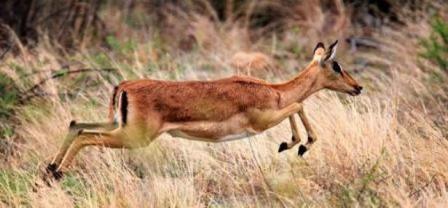 African antelope