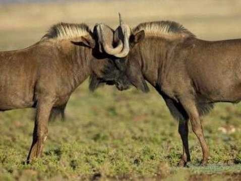 Black wildebeest males 