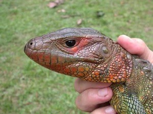 Caiman lizard head