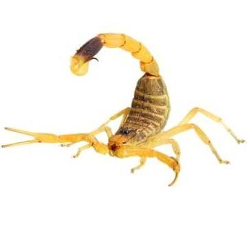 Deathstalker scorpion ready to sting