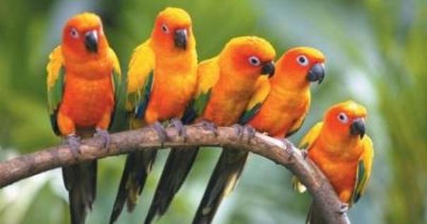 Several Sun conures in a tree branch