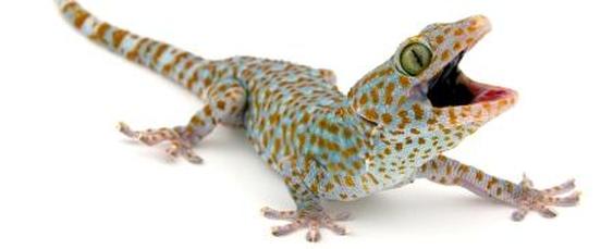 Tokay gecko lizard on the ground