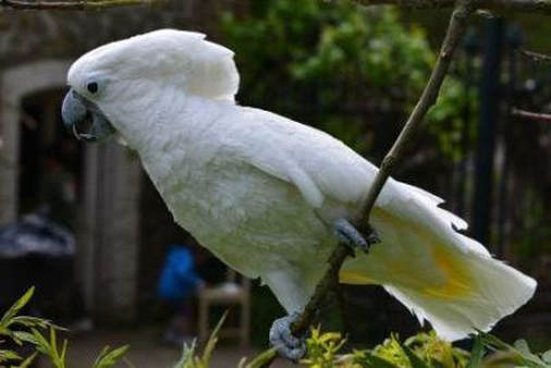 Umbrella Cockatoo or White Cockatoo (Cacatua alba)