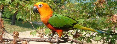 Jenday conure in tree