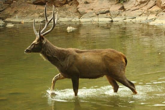 Male Sambar deer crossing water
