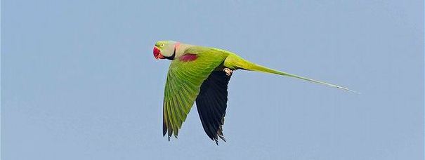 Alexandrine parakeet / Alexandrine parrot (Psittacula eupatria) in flight