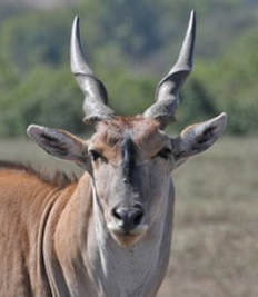 Common eland head