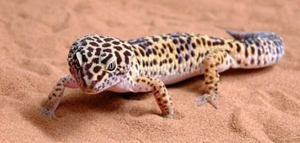 Leopard Gecko - Wildlife Facts