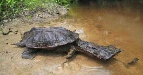 Mata Mata turtle in a river