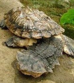 Mata Mata turtle (Chelus fimbriata)